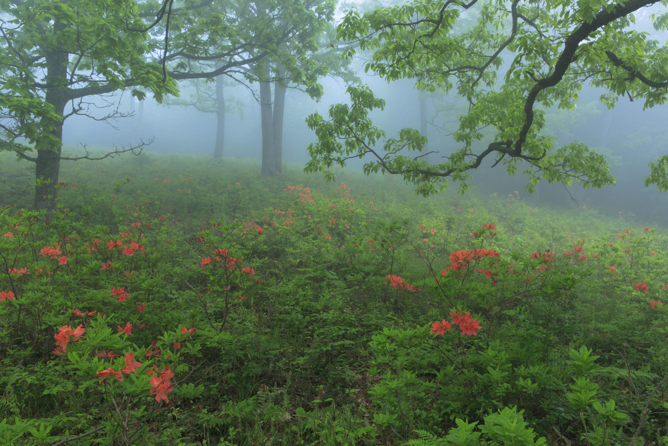 霧の森